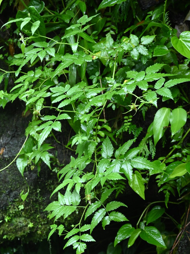 West Indian Raspberry photo 2