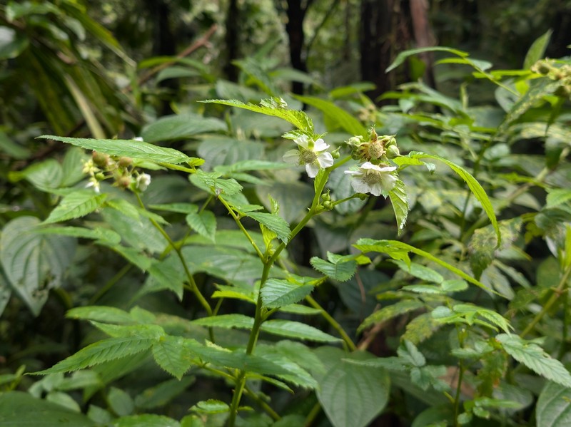 West Indian Raspberry photo 3