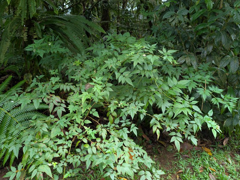West Indian Raspberry photo 6