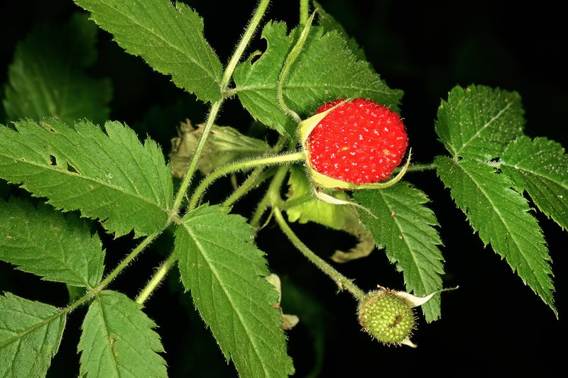 West Indian Raspberry photo 7