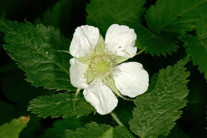 West Indian Raspberry photo 8