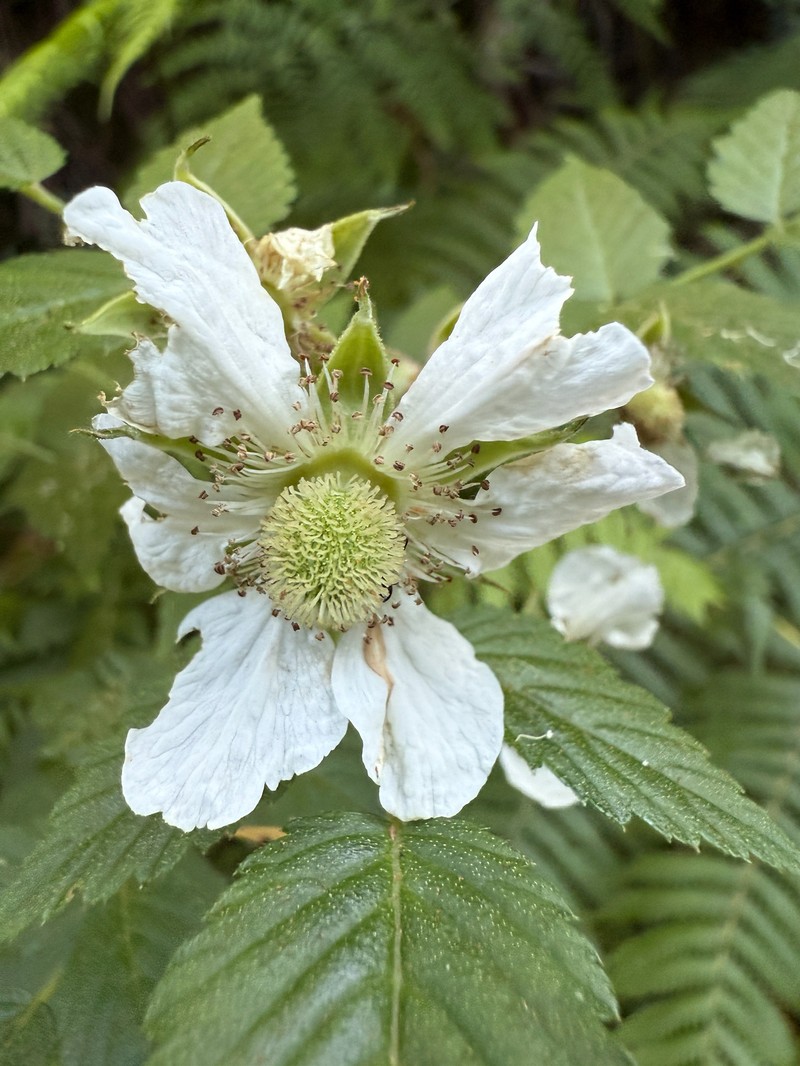 Cultivated Raspberry photo 3