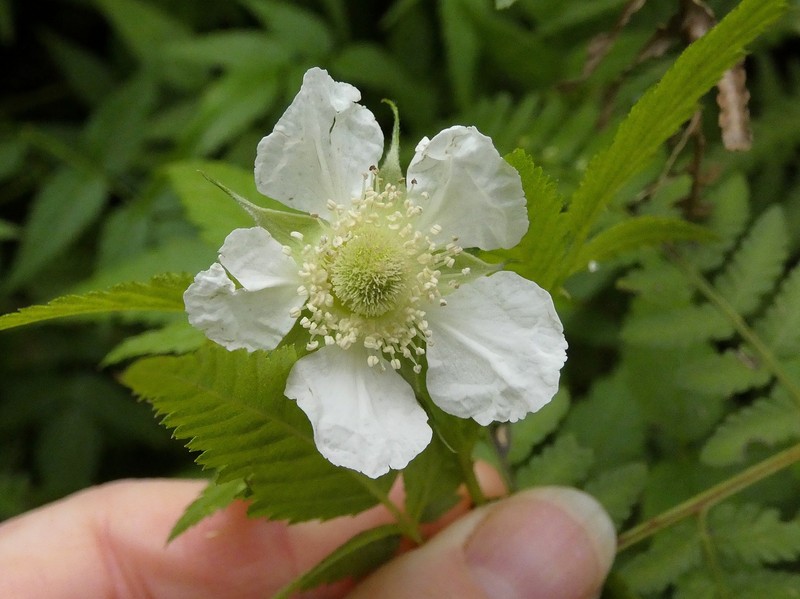 Cultivated Raspberry photo 4
