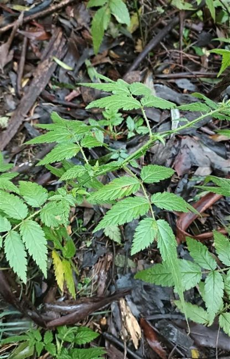 Cultivated Raspberry photo 5