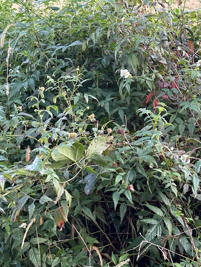 Cultivated Raspberry photo 6