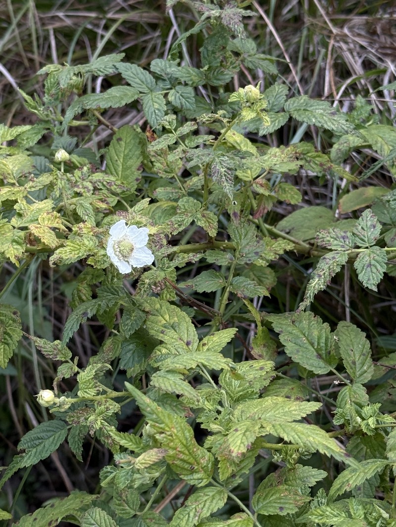 Cultivated Raspberry photo 7