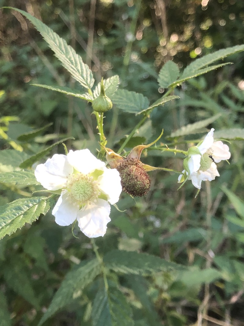 Cultivated Raspberry photo 8
