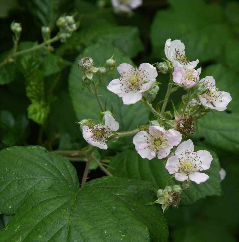 Rubus rossensis