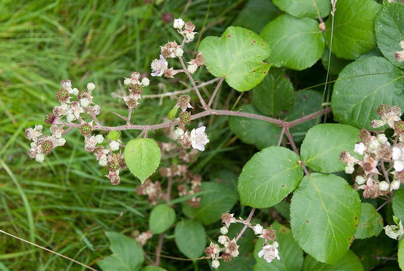 Rubus rossensis photo 2