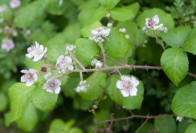 Rubus rossensis photo 3