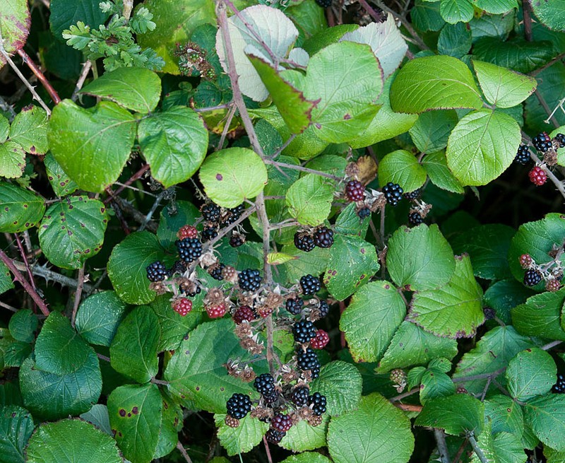 Rubus rossensis photo 4