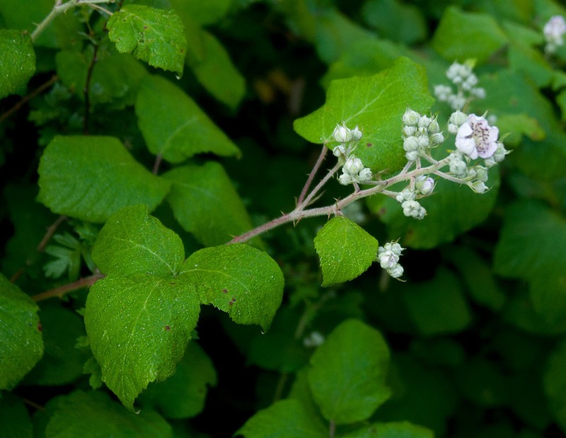 Rubus rossensis photo 5
