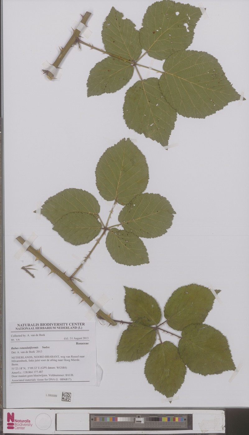 Rubus rotundatiformis