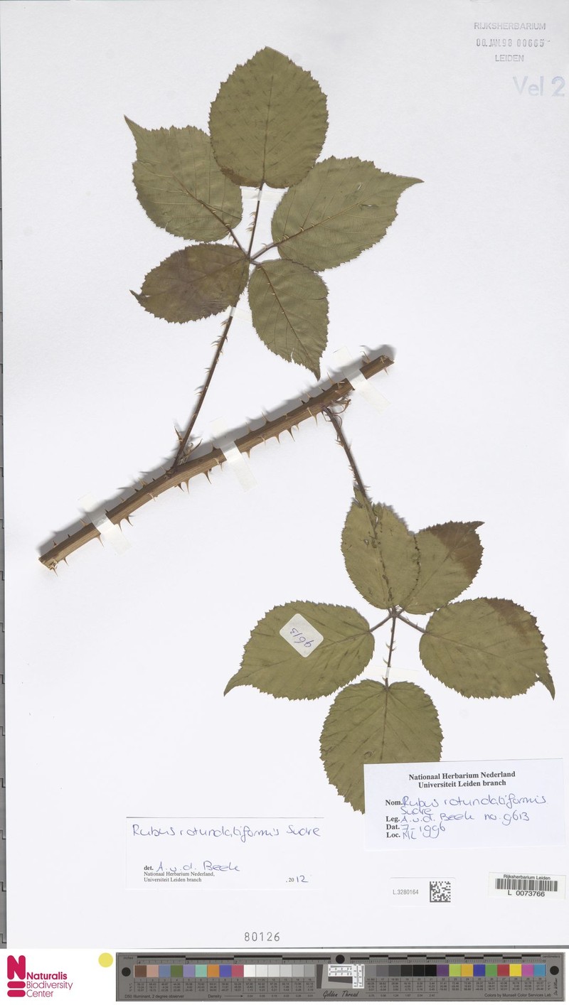 Rubus rotundatiformis photo 2