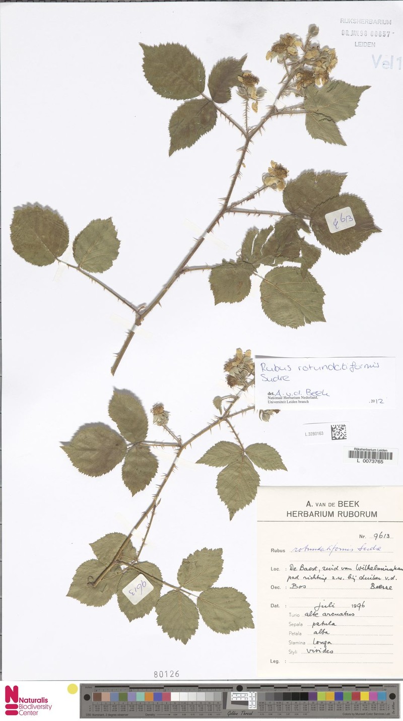 Rubus rotundatiformis photo 3