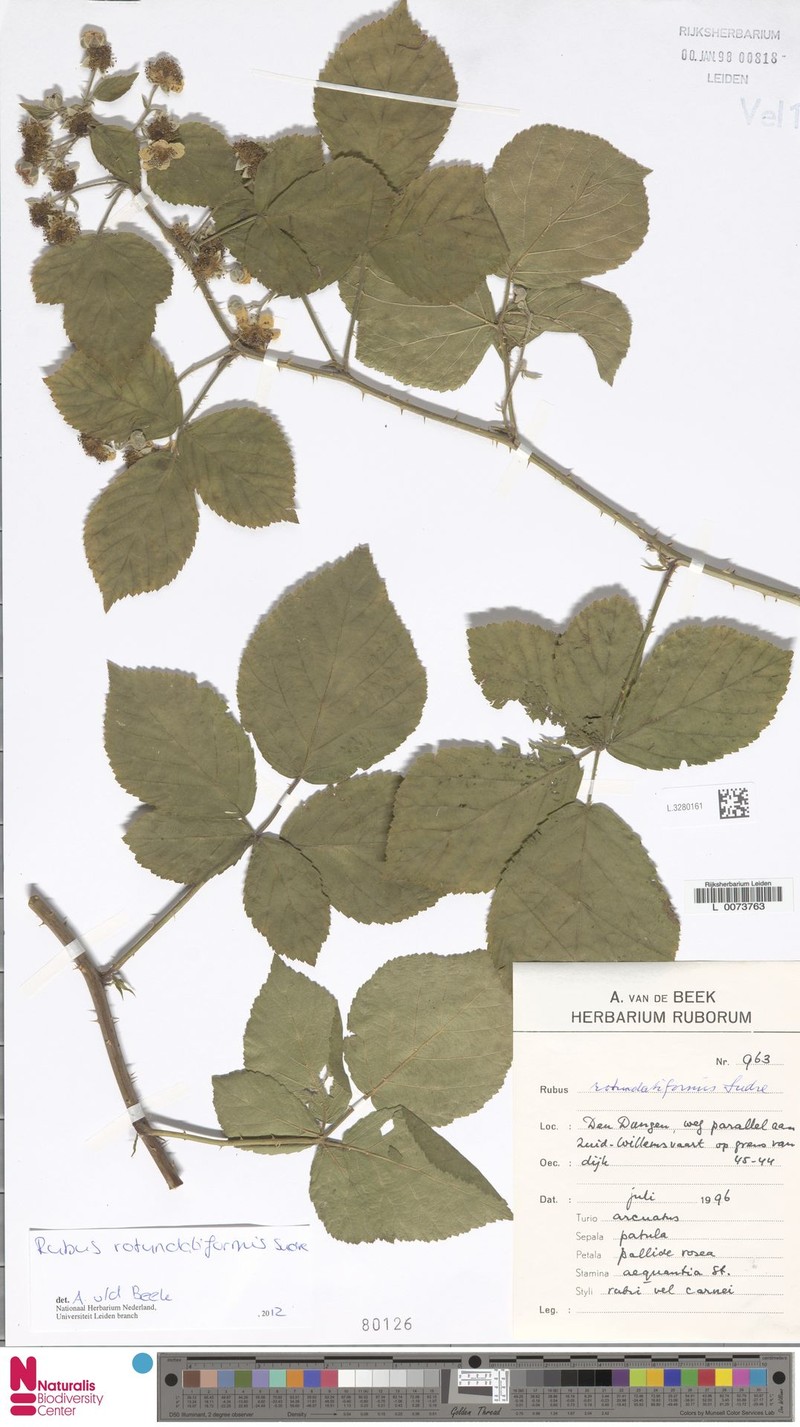 Rubus rotundatiformis photo 4