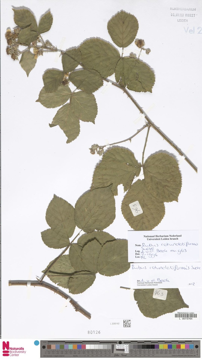 Rubus rotundatiformis photo 5