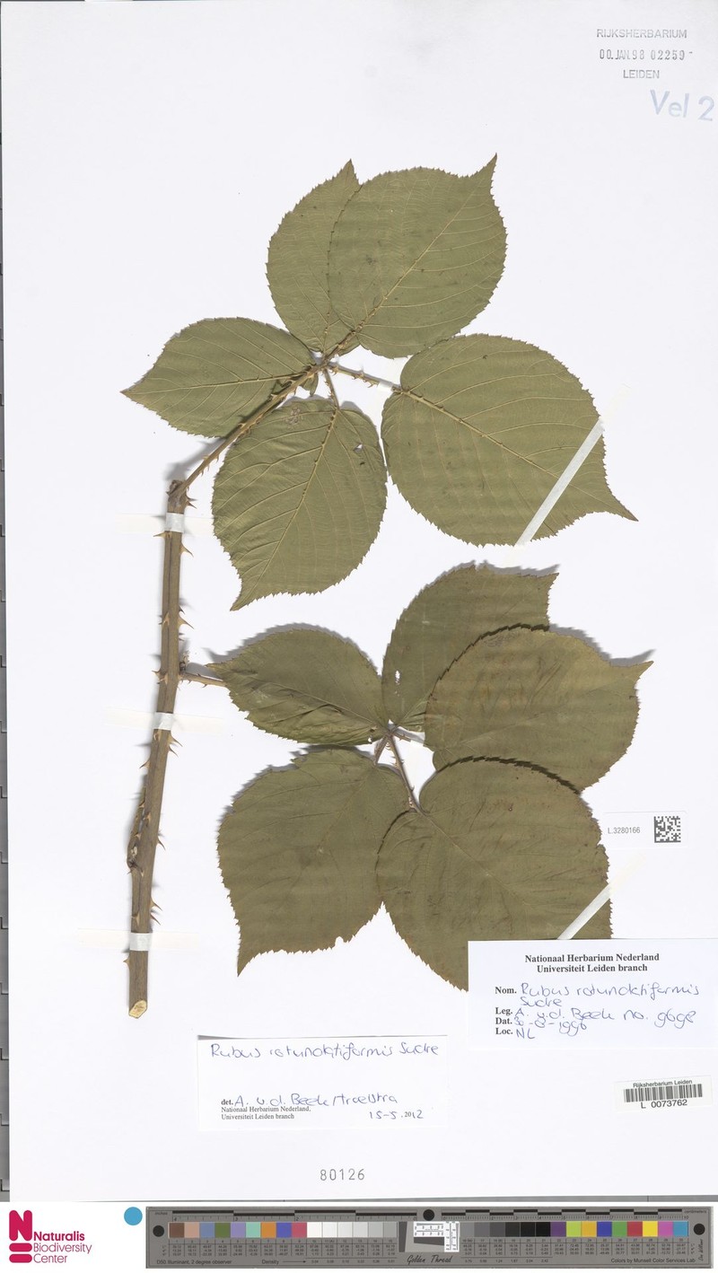Rubus rotundatiformis photo 6