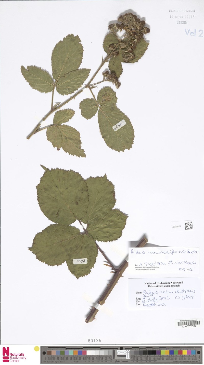 Rubus rotundatiformis photo 7