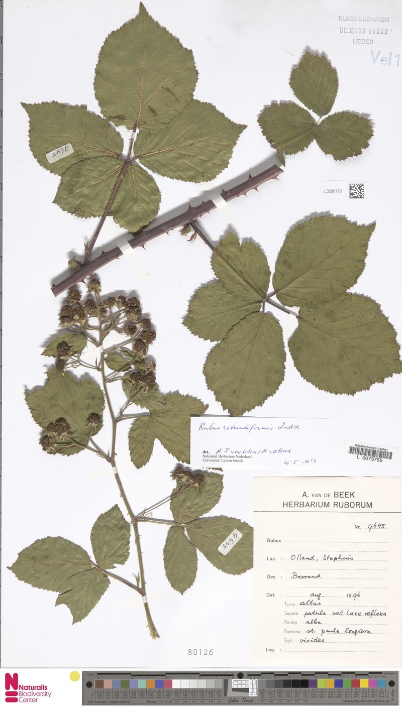 Rubus rotundatiformis photo 8