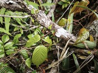 Rubus royenii
