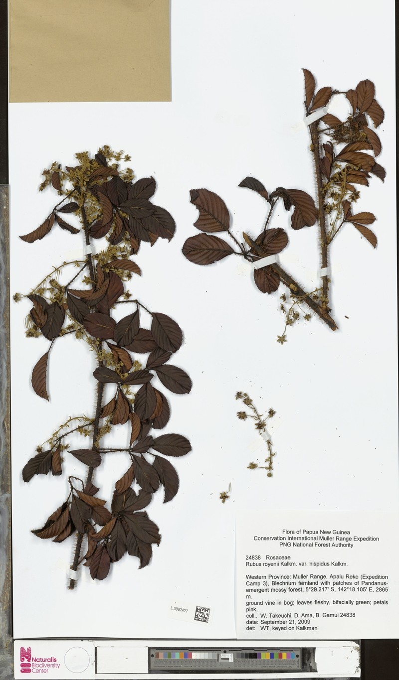 Rubus royenii photo 3