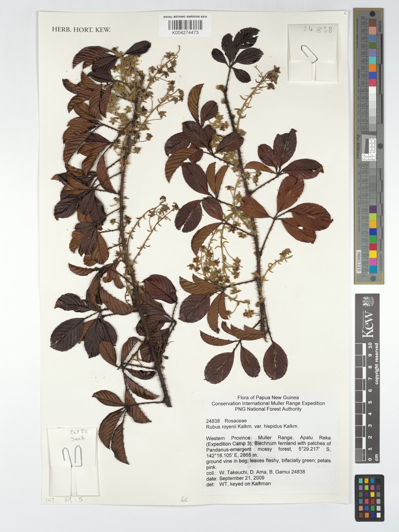 Rubus royenii photo 4