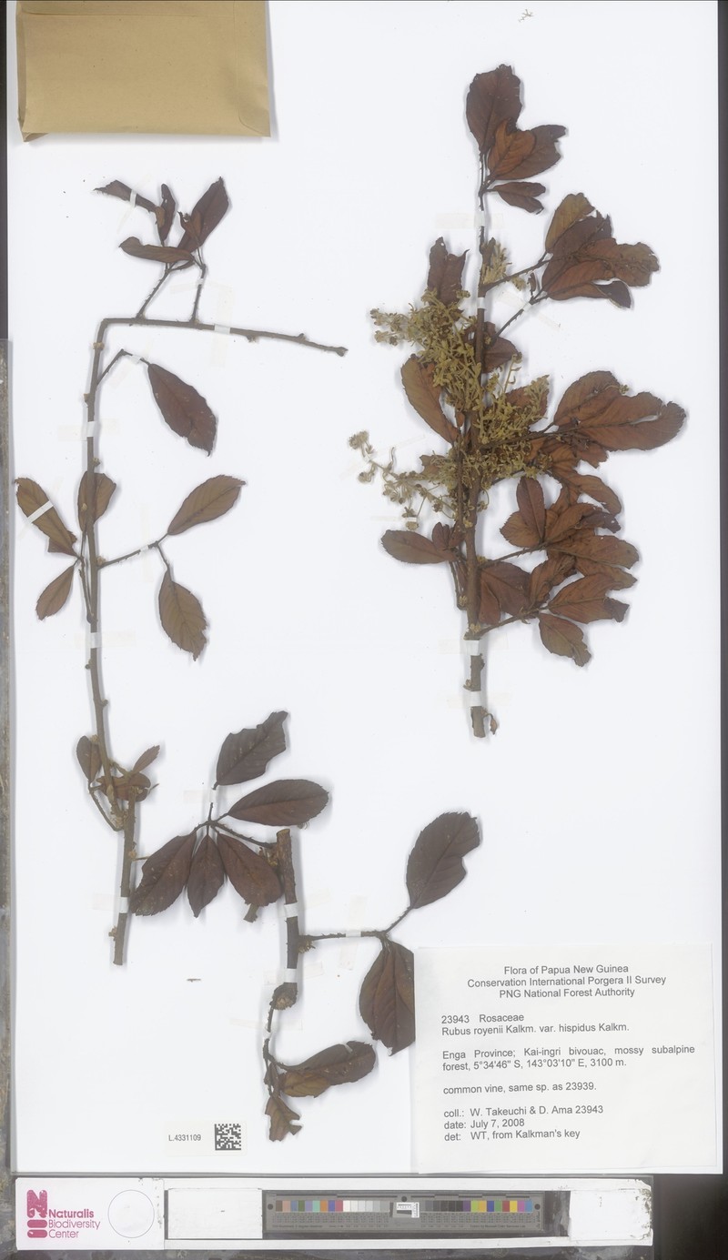 Rubus royenii photo 5