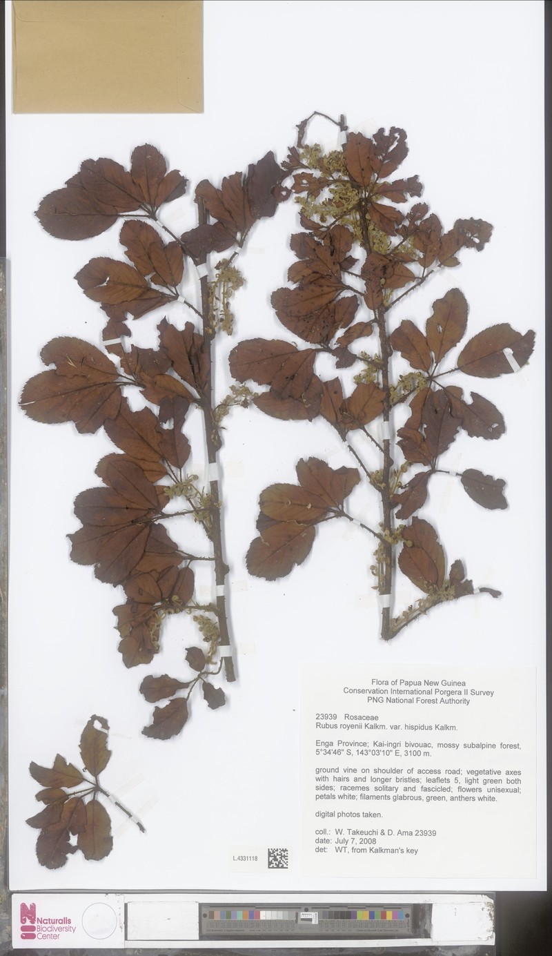 Rubus royenii photo 6