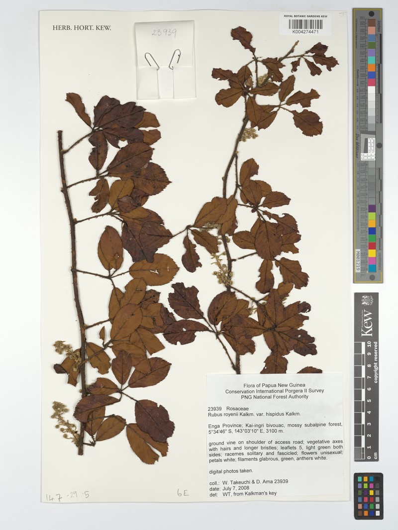 Rubus royenii photo 7