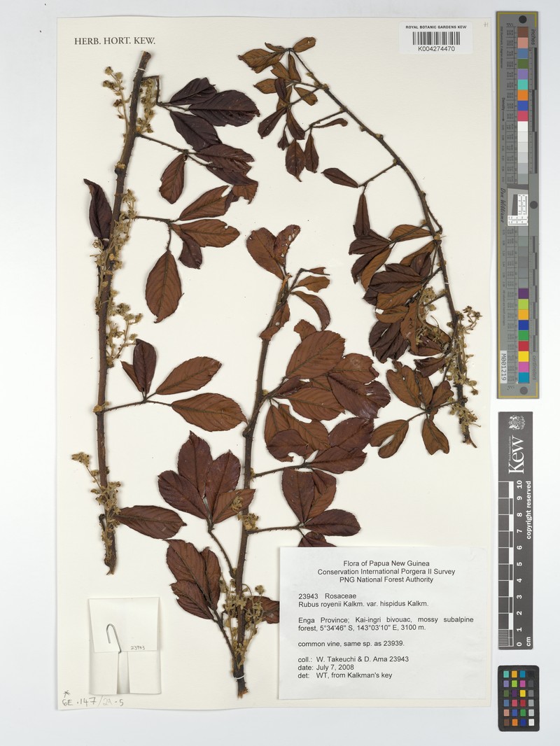 Rubus royenii photo 8
