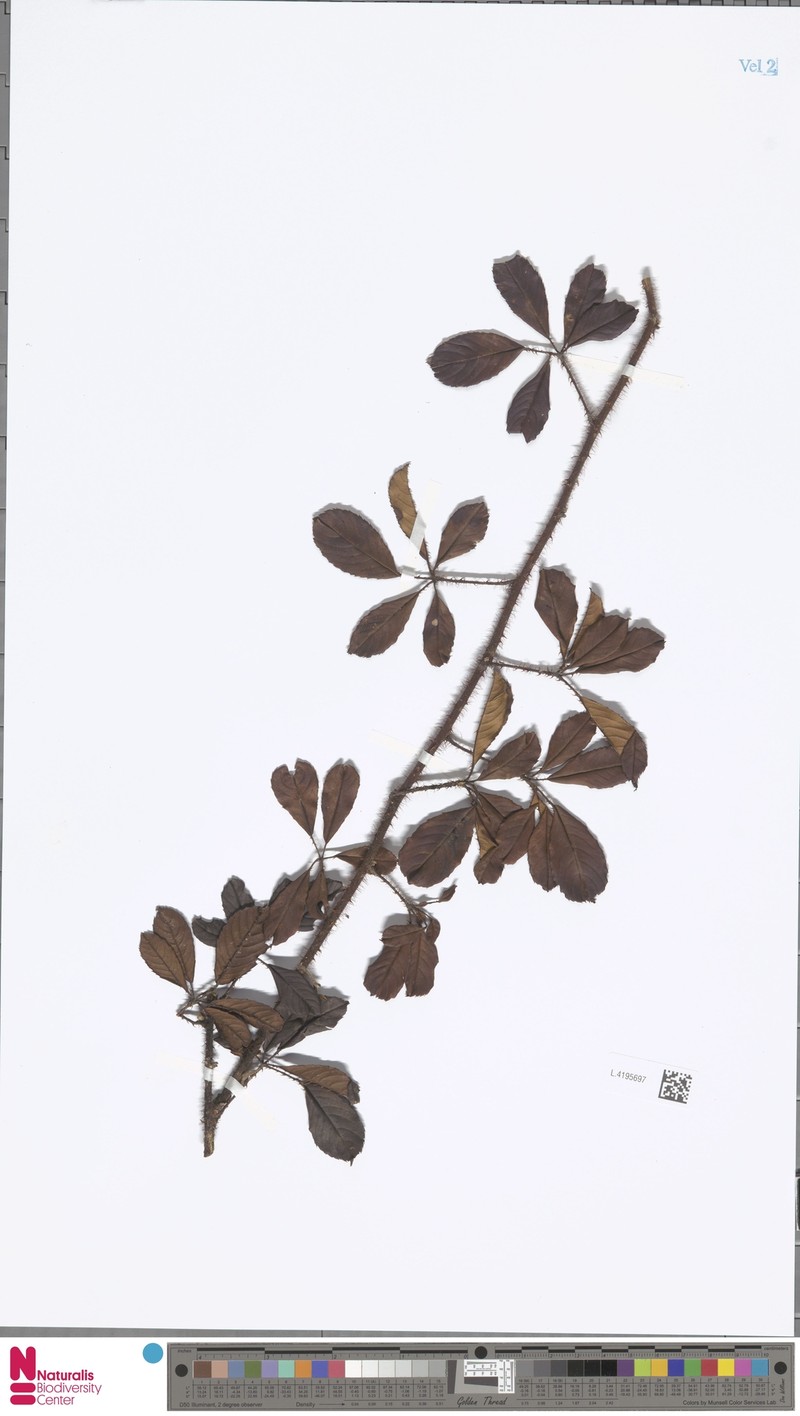 Rubus royenii var. hispidus photo 4