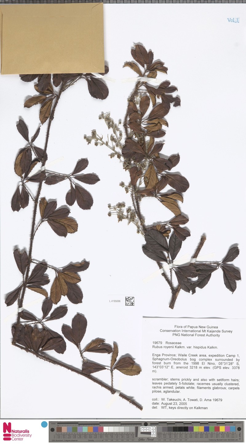 Rubus royenii var. hispidus photo 5