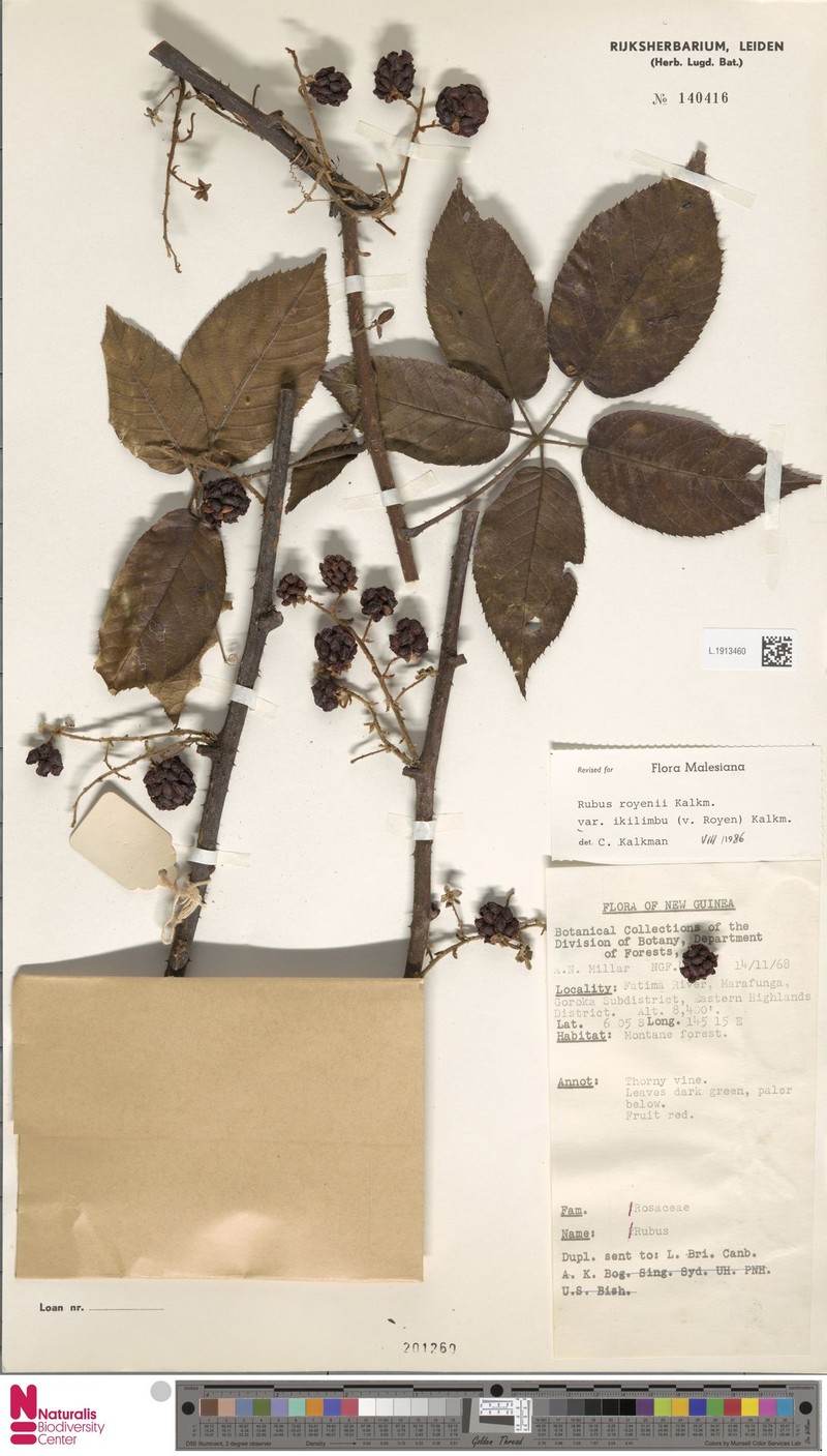Rubus royenii var. ikilimbu