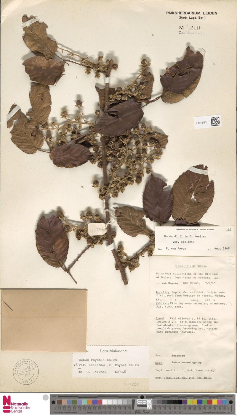 Rubus royenii var. ikilimbu photo 2