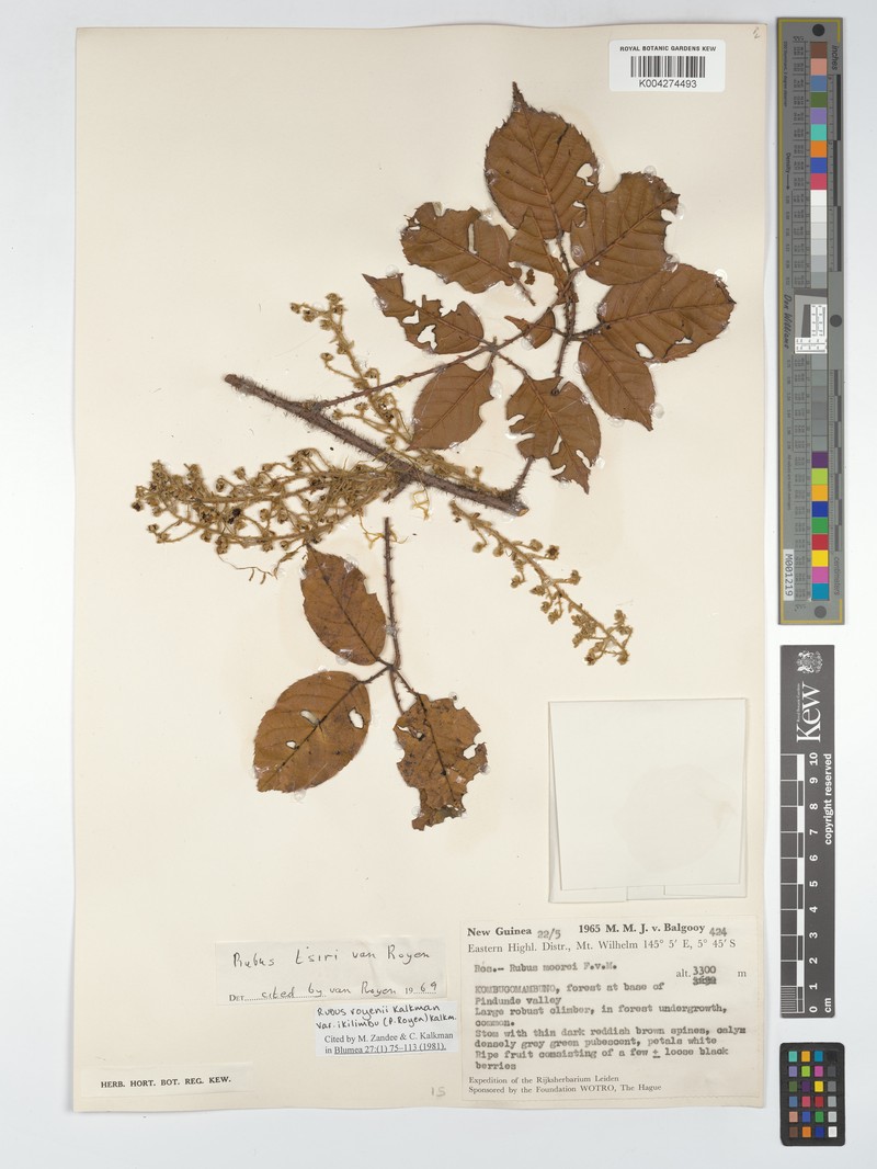 Rubus royenii var. ikilimbu photo 3