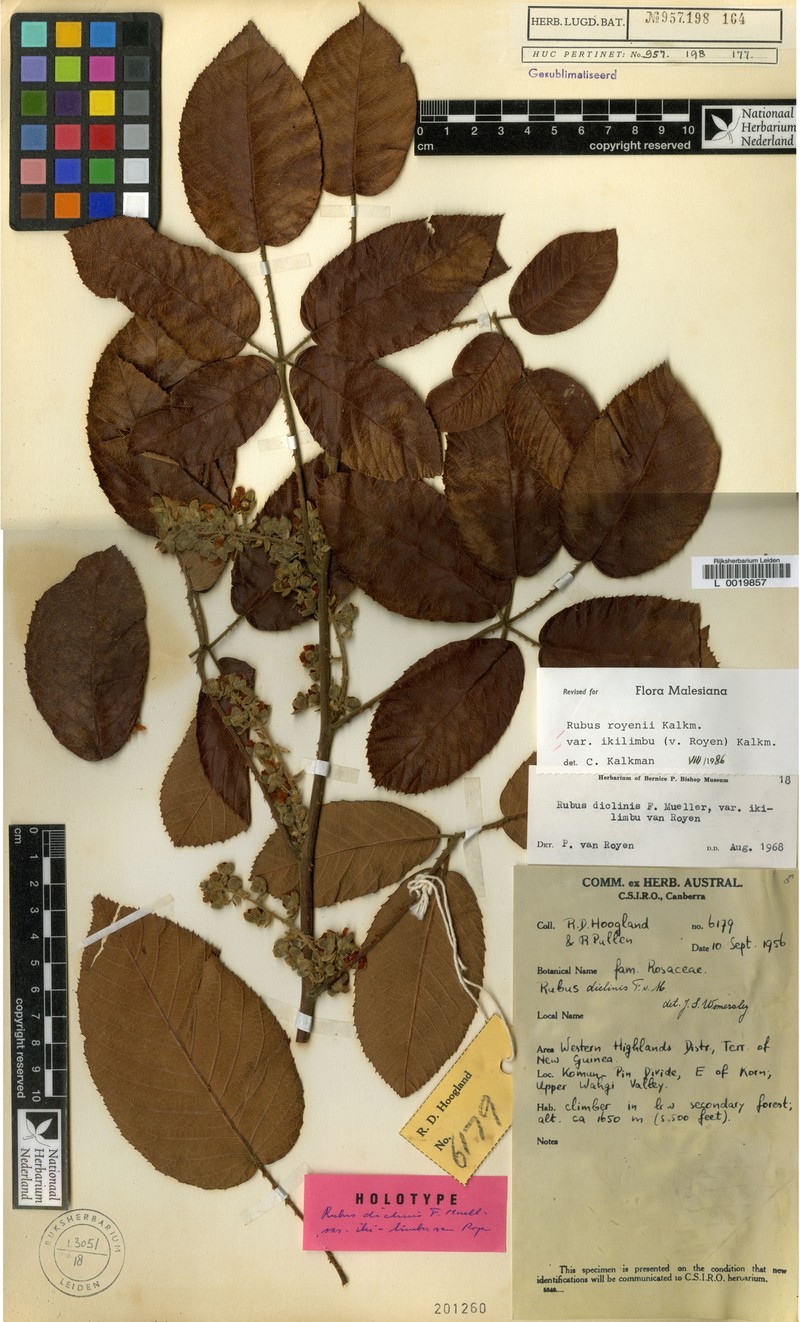 Rubus royenii var. ikilimbu photo 4