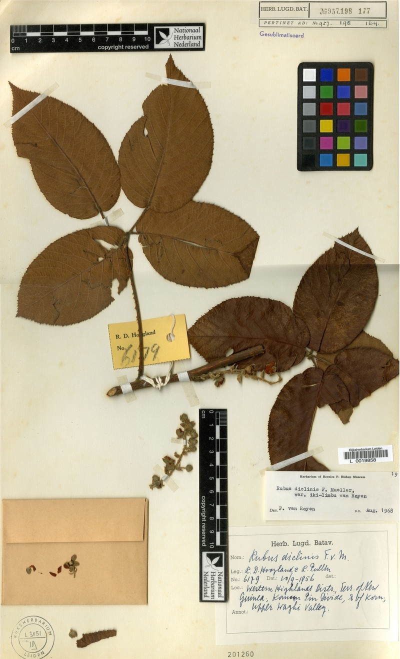 Rubus royenii var. ikilimbu photo 5
