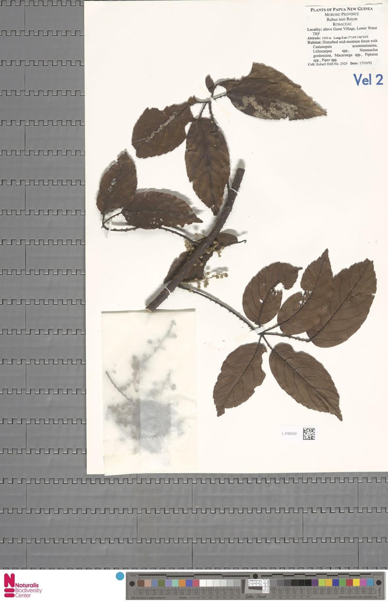 Rubus royenii var. royenii