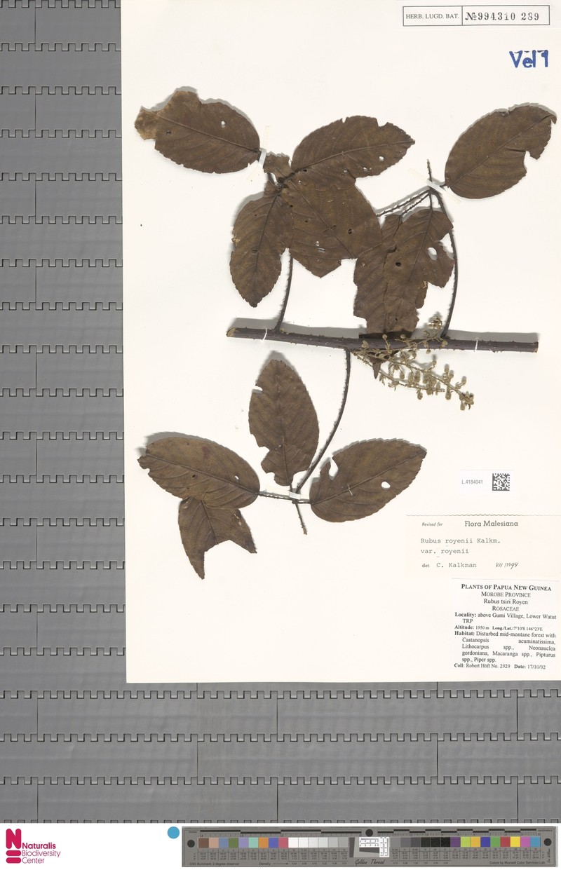 Rubus royenii var. royenii photo 2