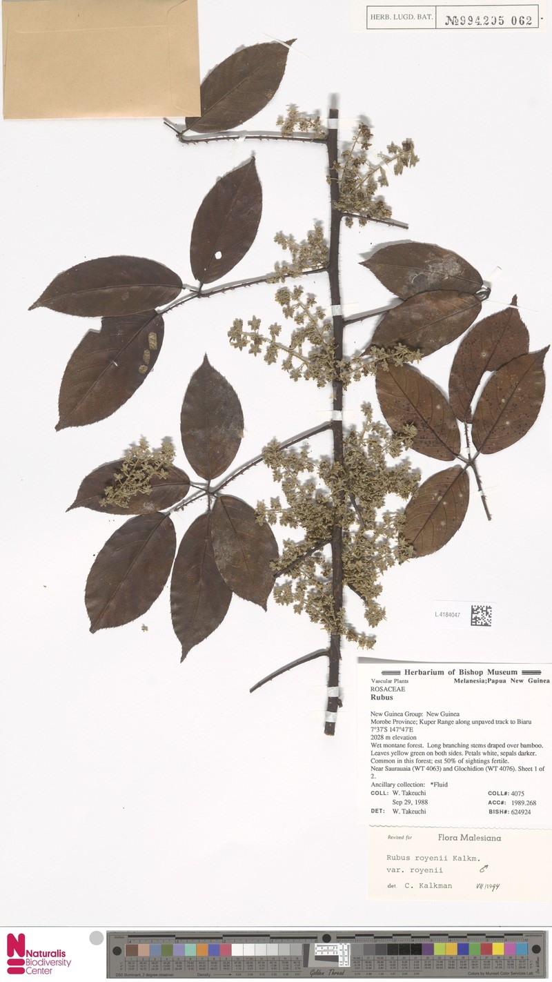 Rubus royenii var. royenii photo 3