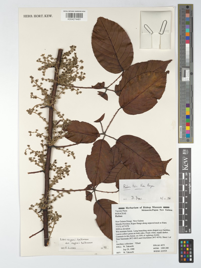 Rubus royenii var. royenii photo 4