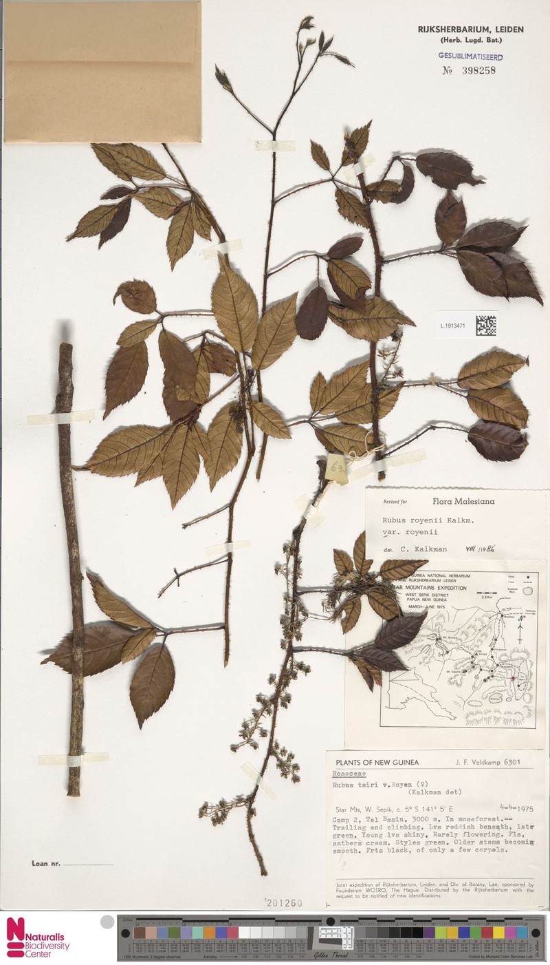 Rubus royenii var. royenii photo 5
