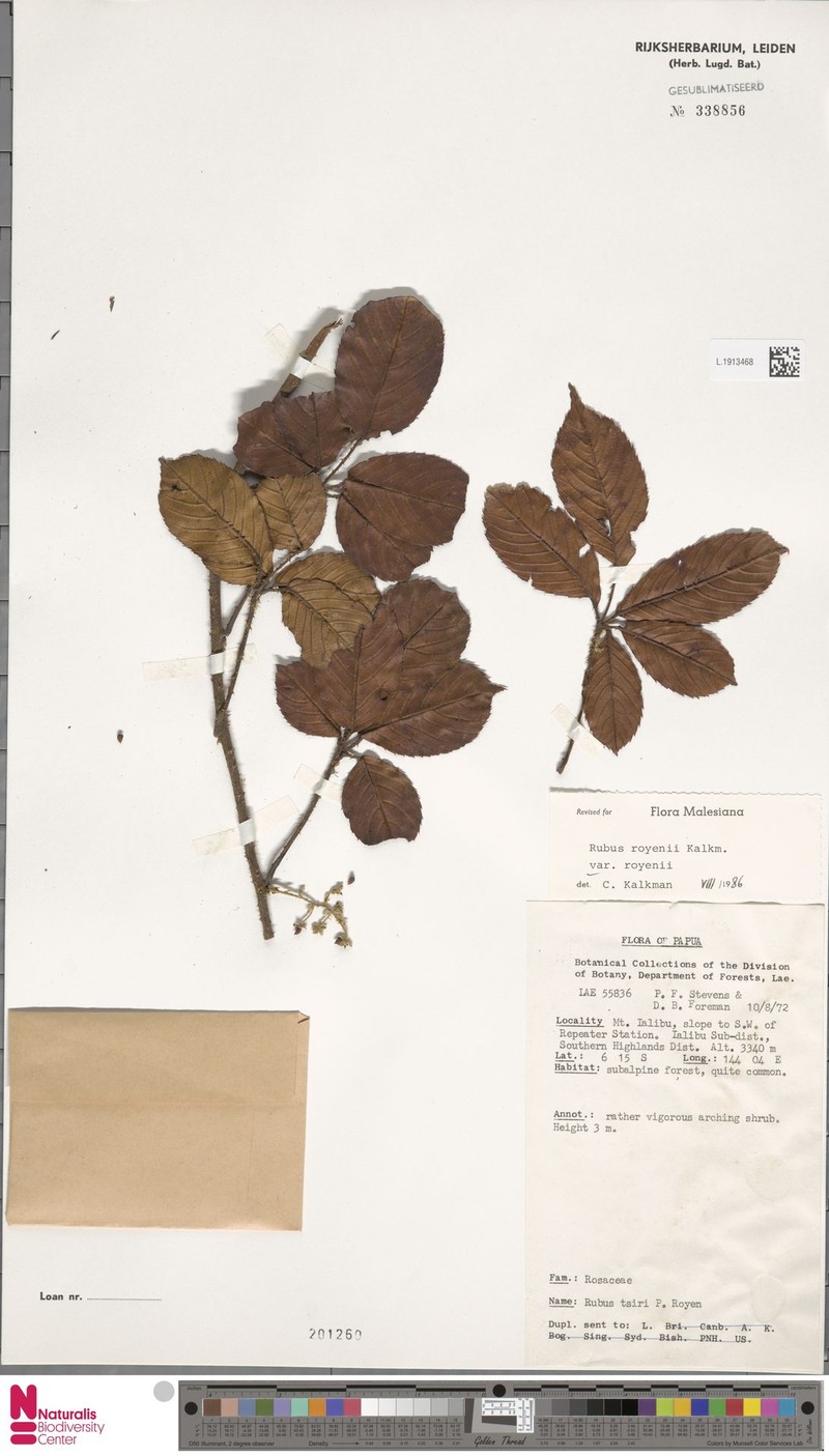 Rubus royenii var. royenii photo 8