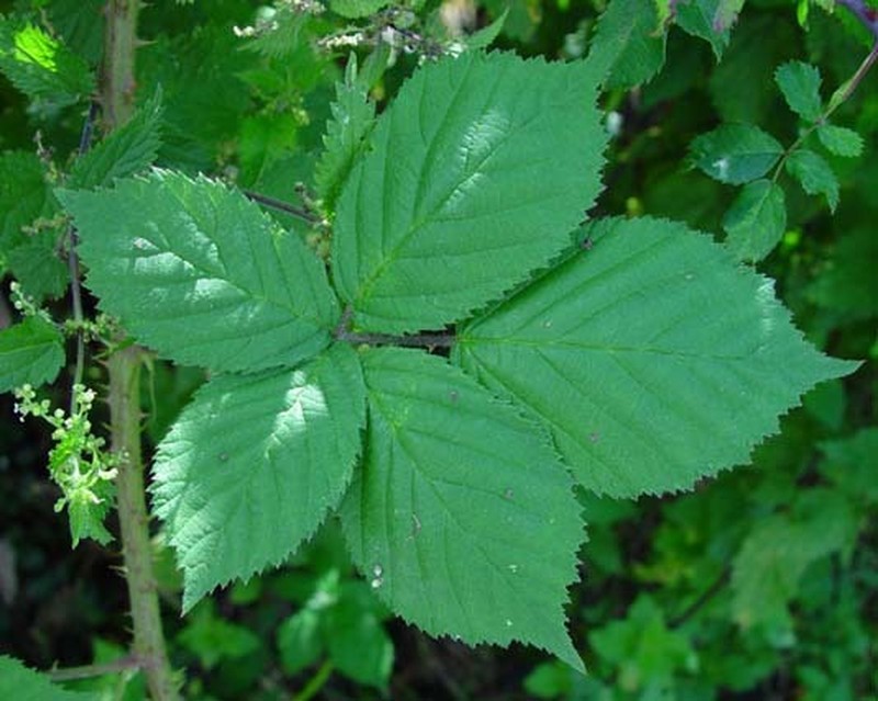 Rubus rubriflorus photo 2