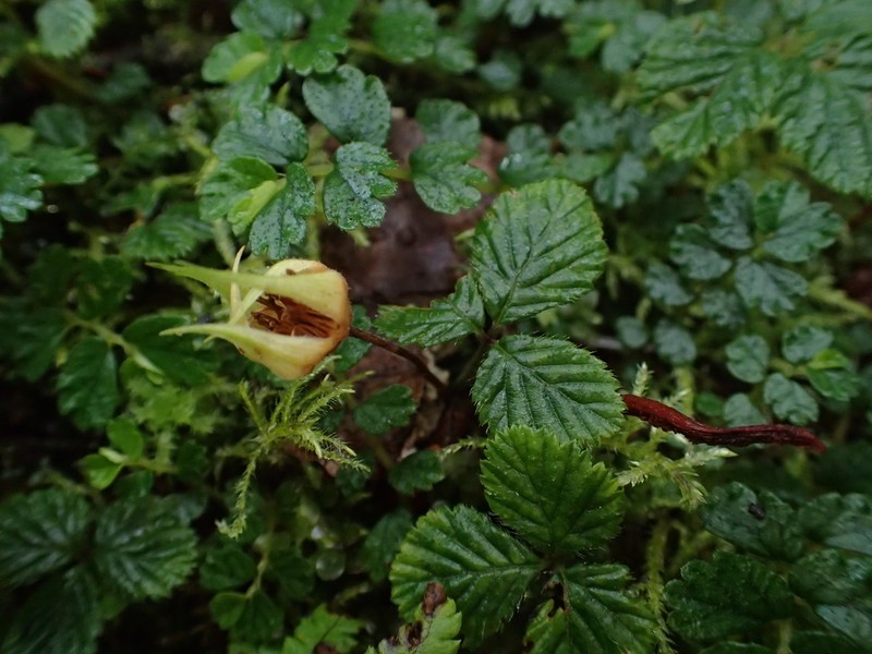 Rubus rubrisetulosus