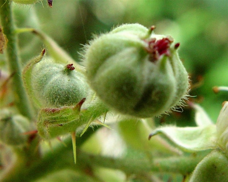 Rubus rubristylus photo 2