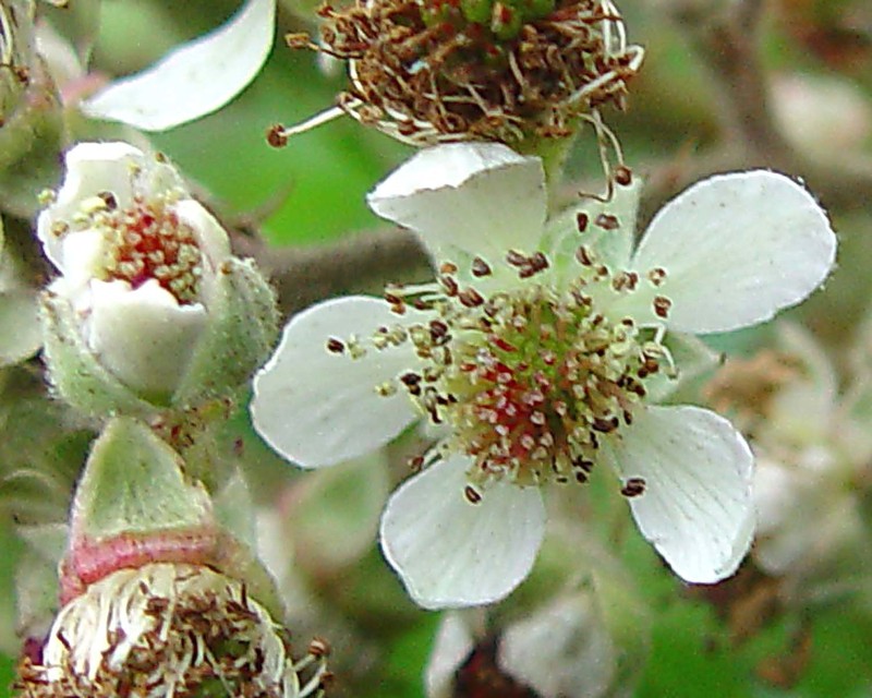 Rubus rubristylus photo 5