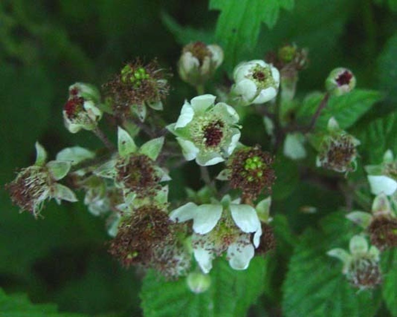 Rubus rubristylus photo 7