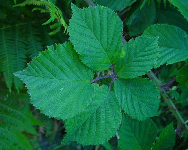 Rubus rubristylus photo 8